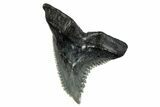 Snaggletooth Shark (Hemipristis) Tooth - South Carolina #280081-1